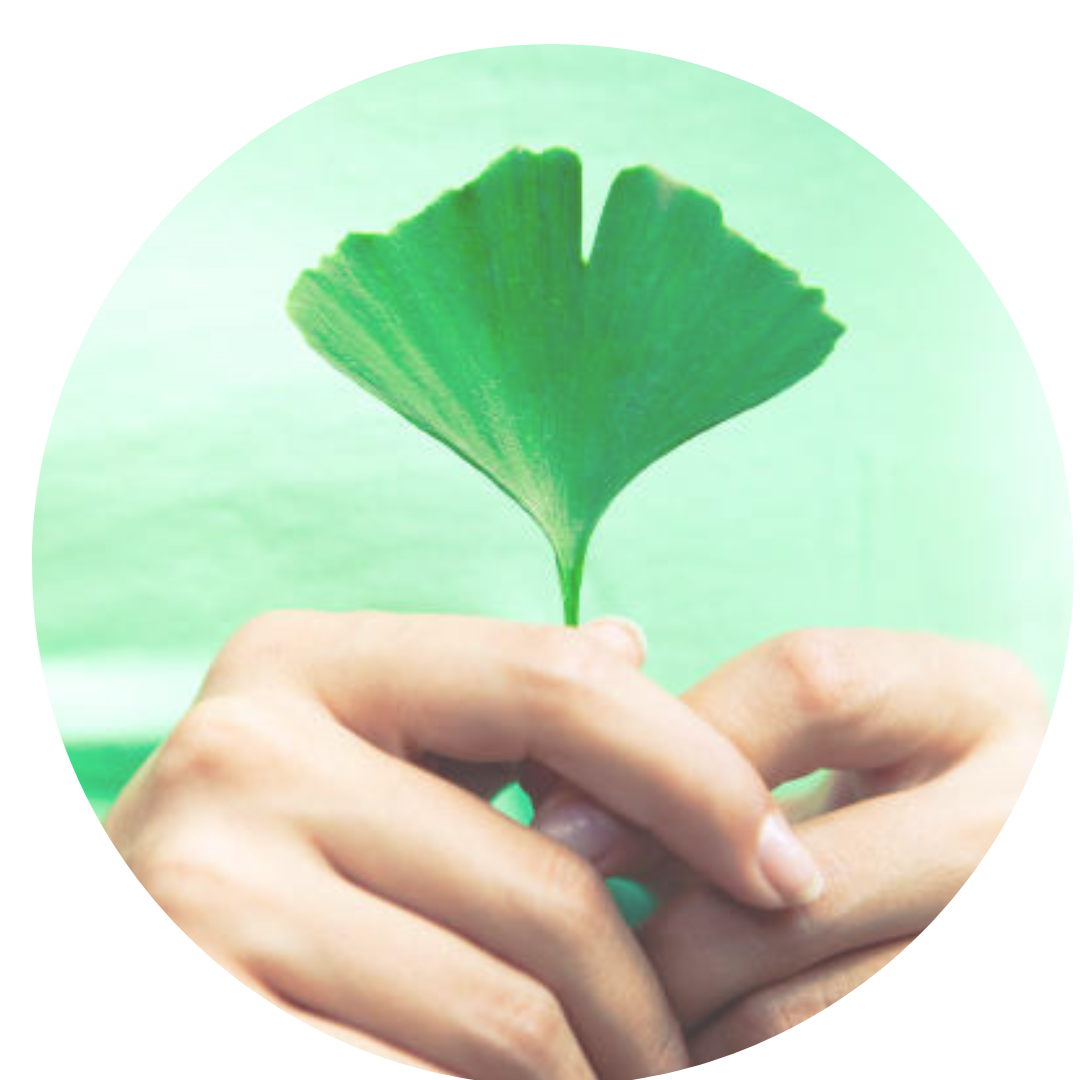 ginko hand rund