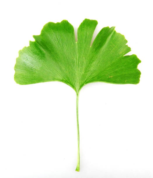ginko5